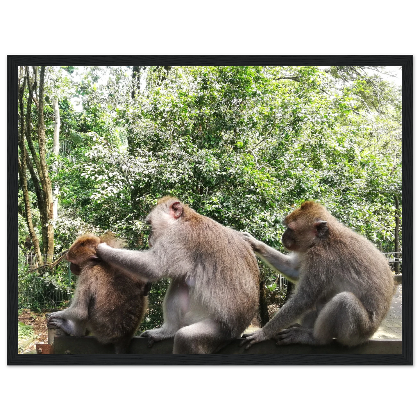 Monkey Scratchers - Poster - Arthena