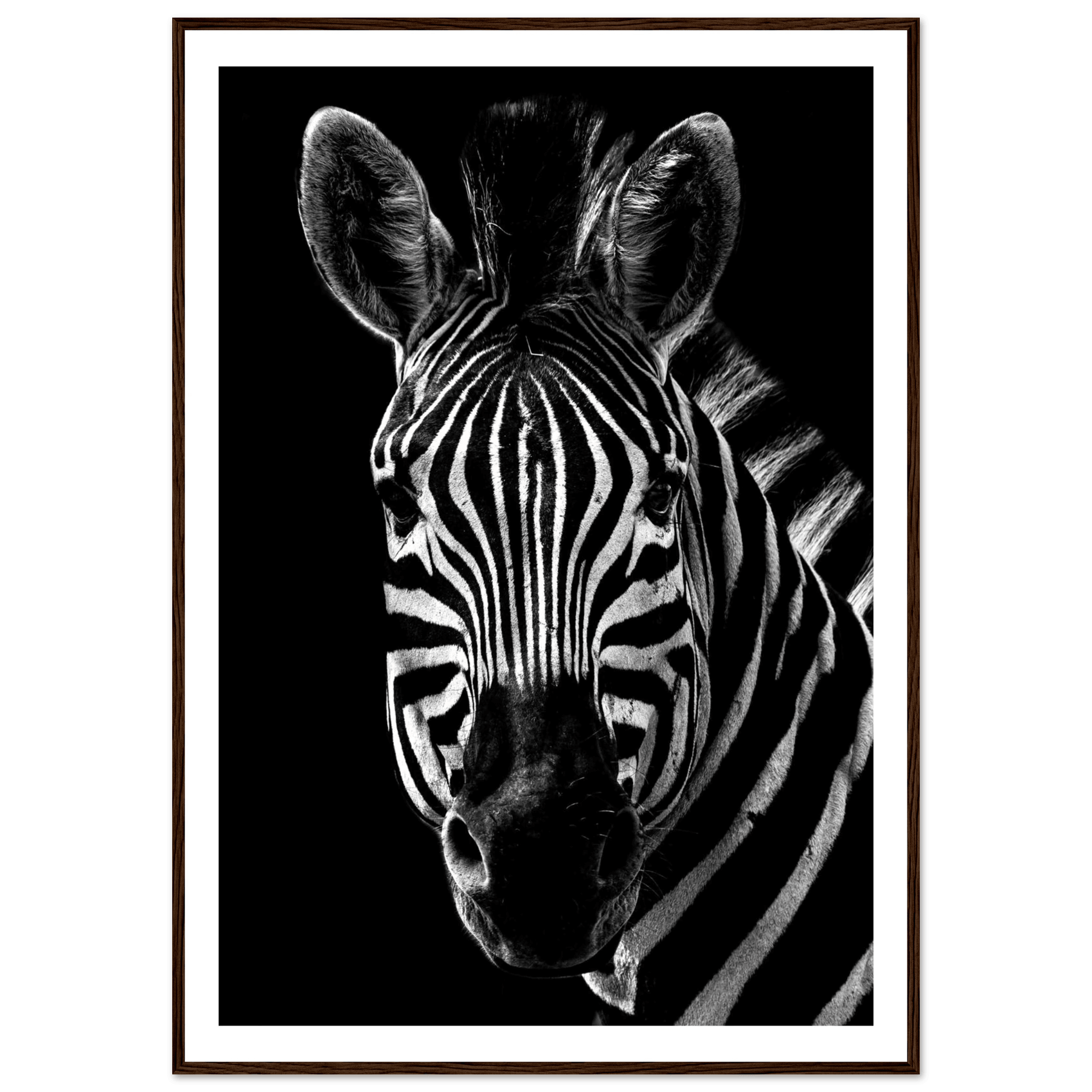 Zebra - Poster - Arthena