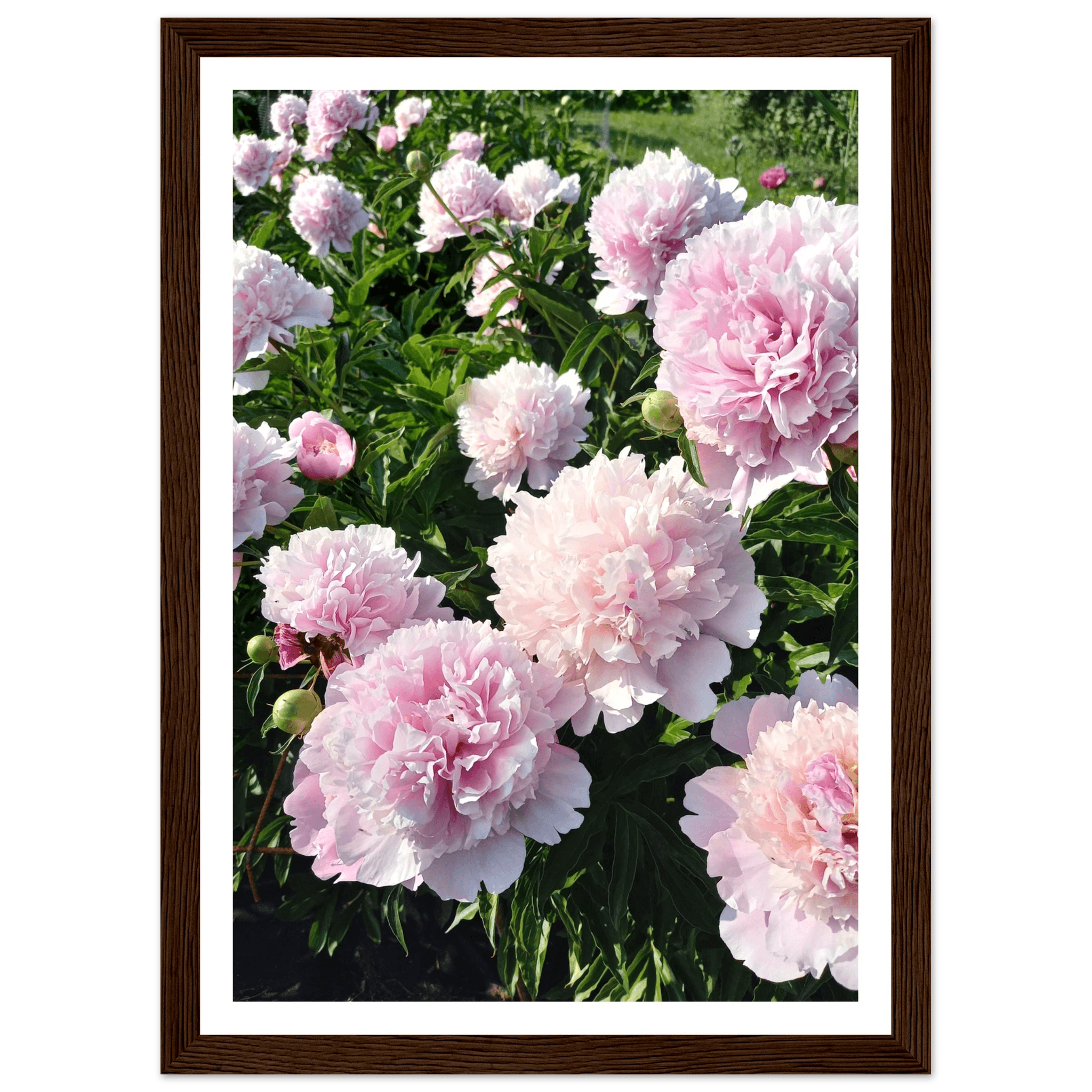 Peonies - Poster - Arthena