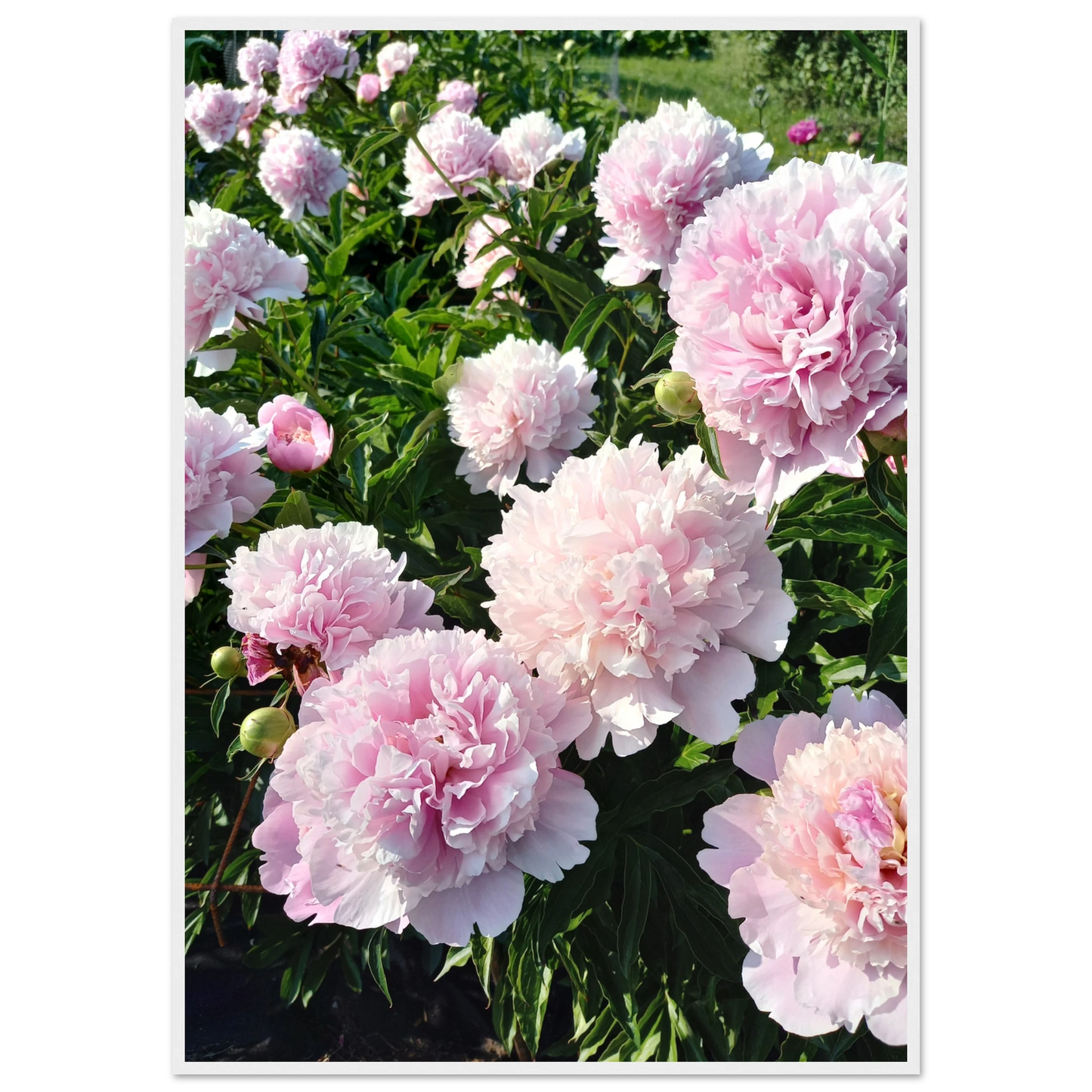 Peonies - Poster - Arthena