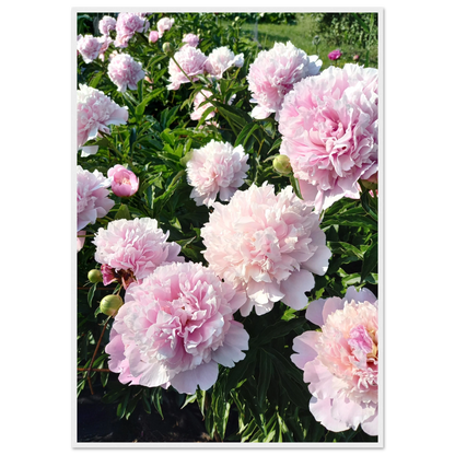 Peonies - Poster - Arthena
