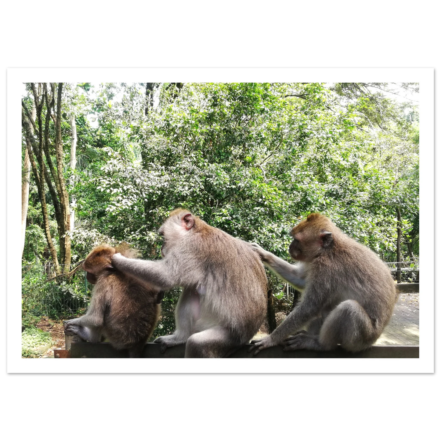 Monkey Scratchers - Poster - Arthena