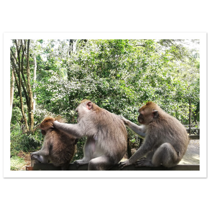 Monkey Scratchers - Poster - Arthena