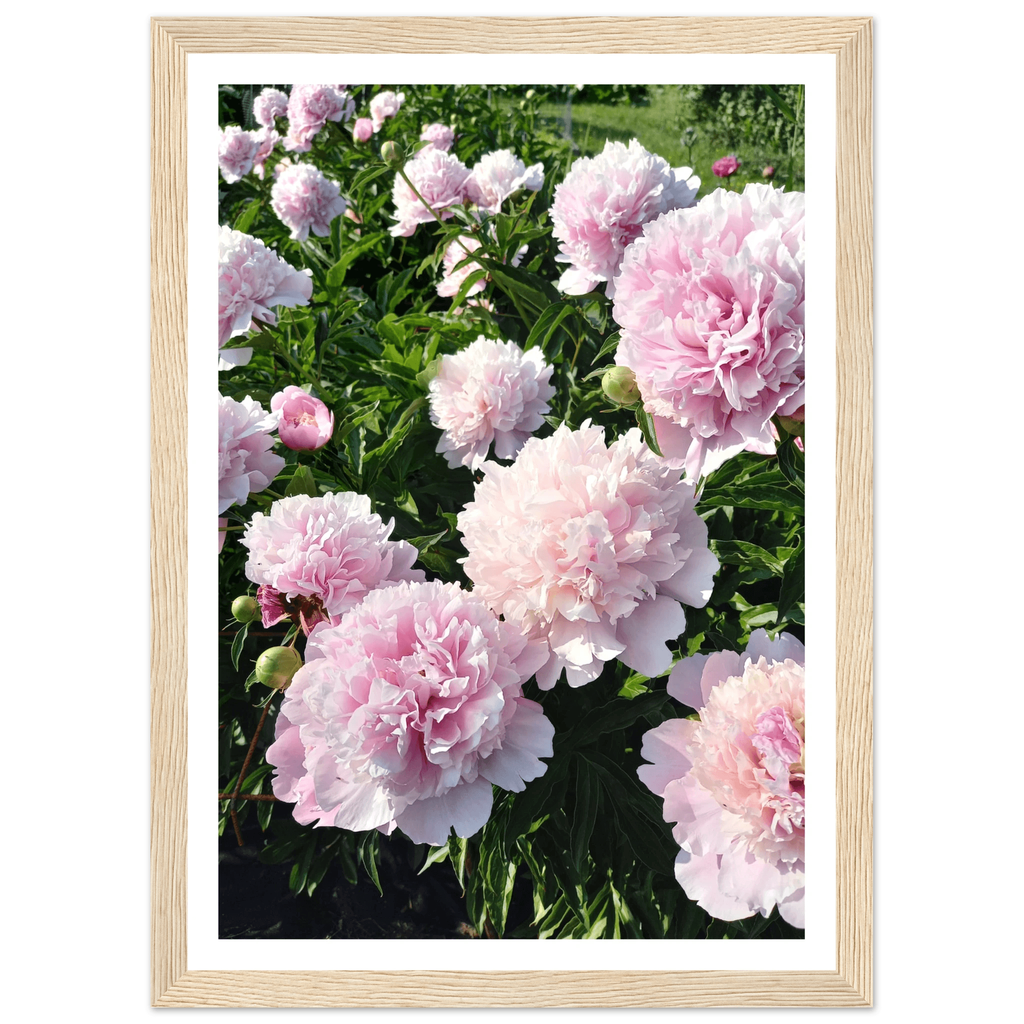 Peonies - Poster - Arthena