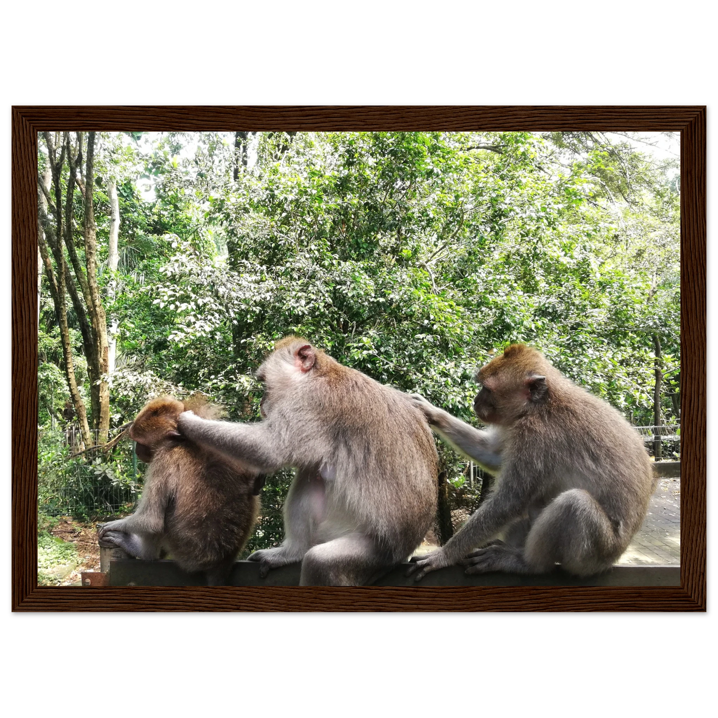 Monkey Scratchers - Poster - Arthena