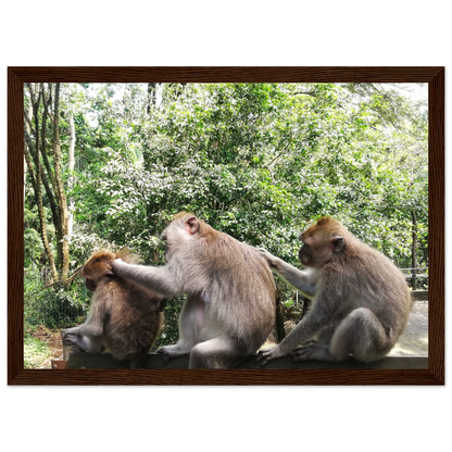 Monkey Scratchers - Poster - Arthena
