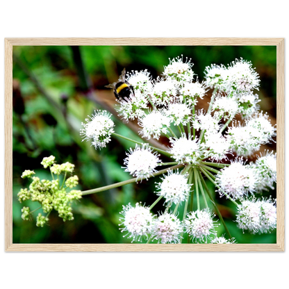 Expression of the Bumblebee - Arthena