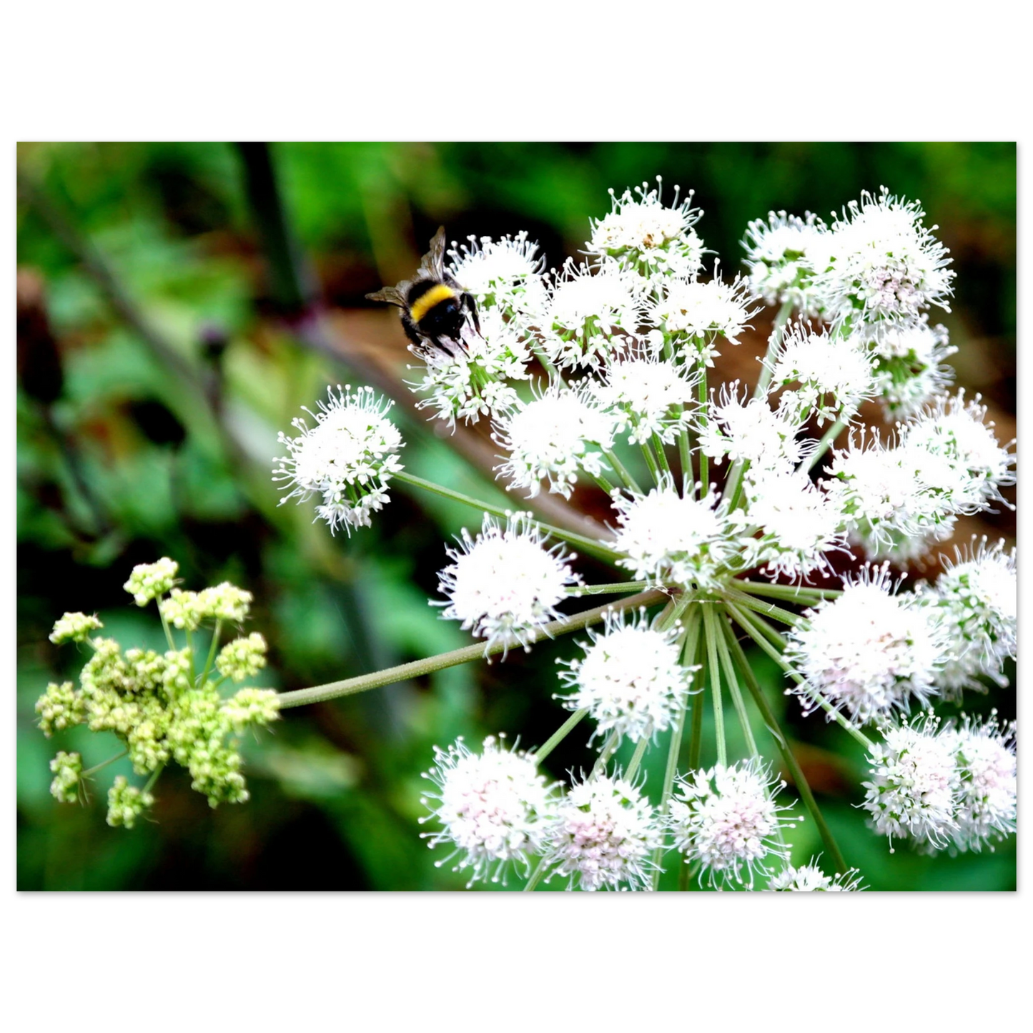 Expression of the Bumblebee - Arthena