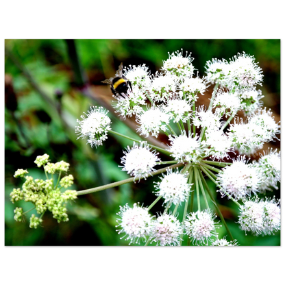 Expression of the Bumblebee - Arthena
