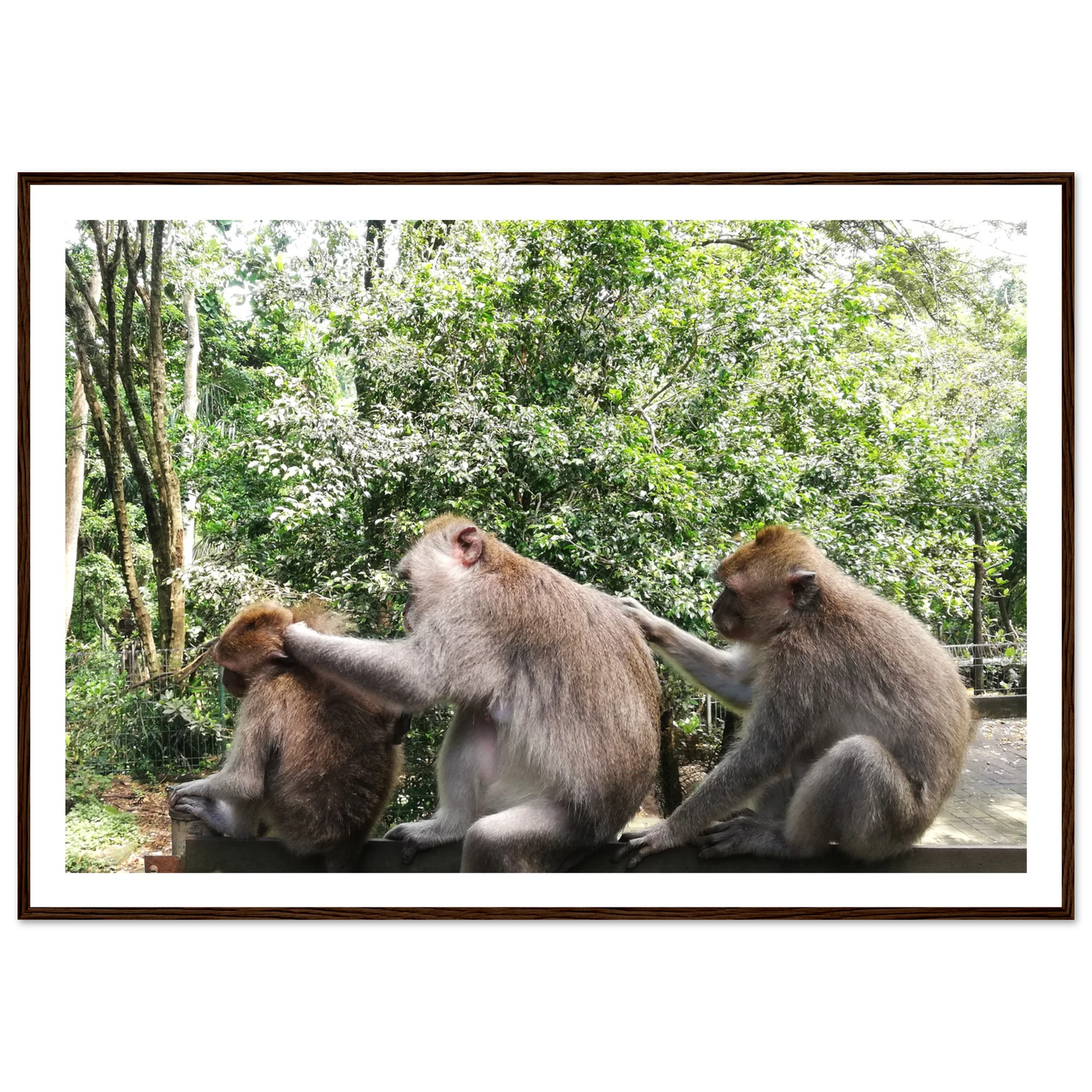 Monkey Scratchers - Poster - Arthena