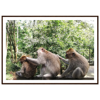 Monkey Scratchers - Poster - Arthena
