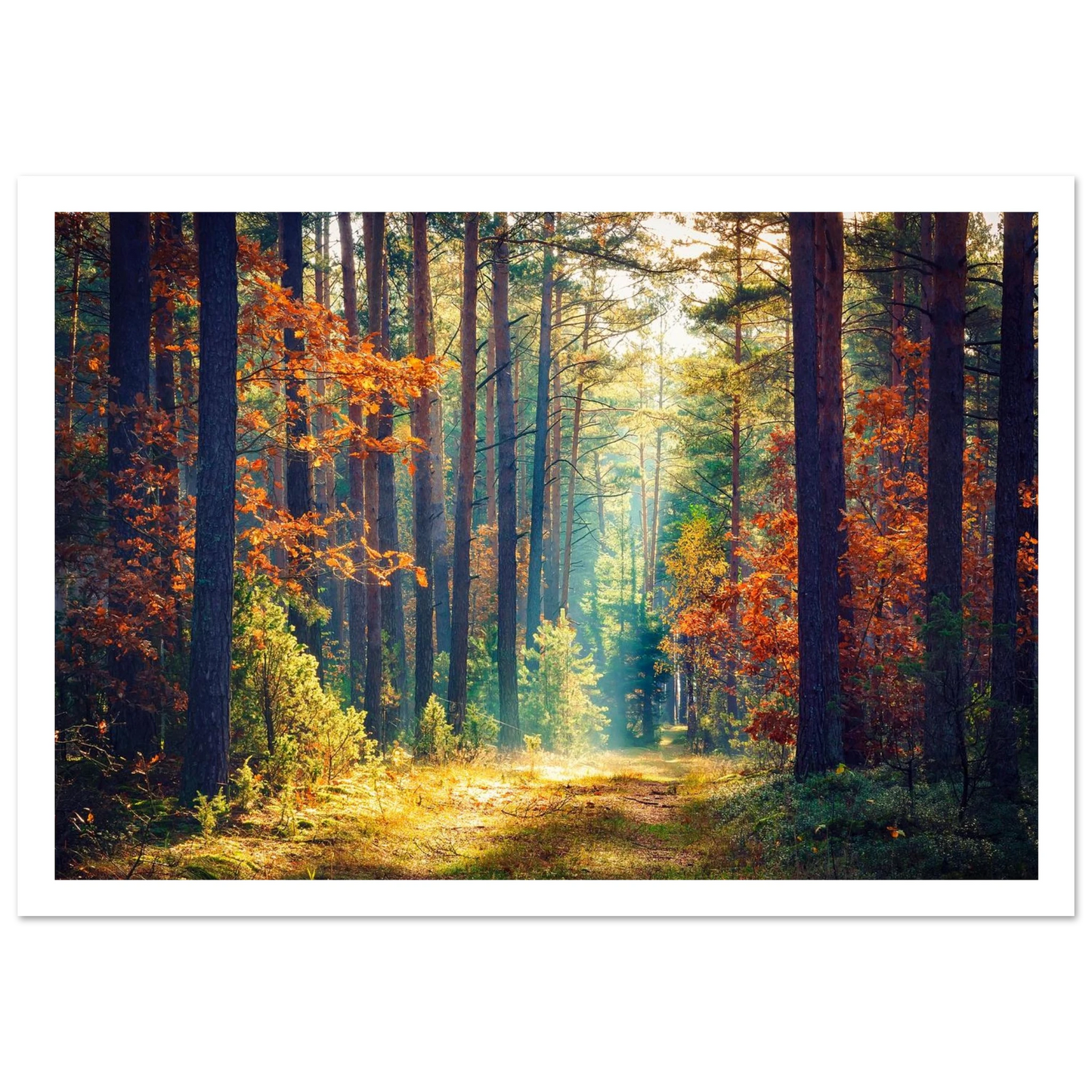 Path of Autumn Glow - Poster - Arthena