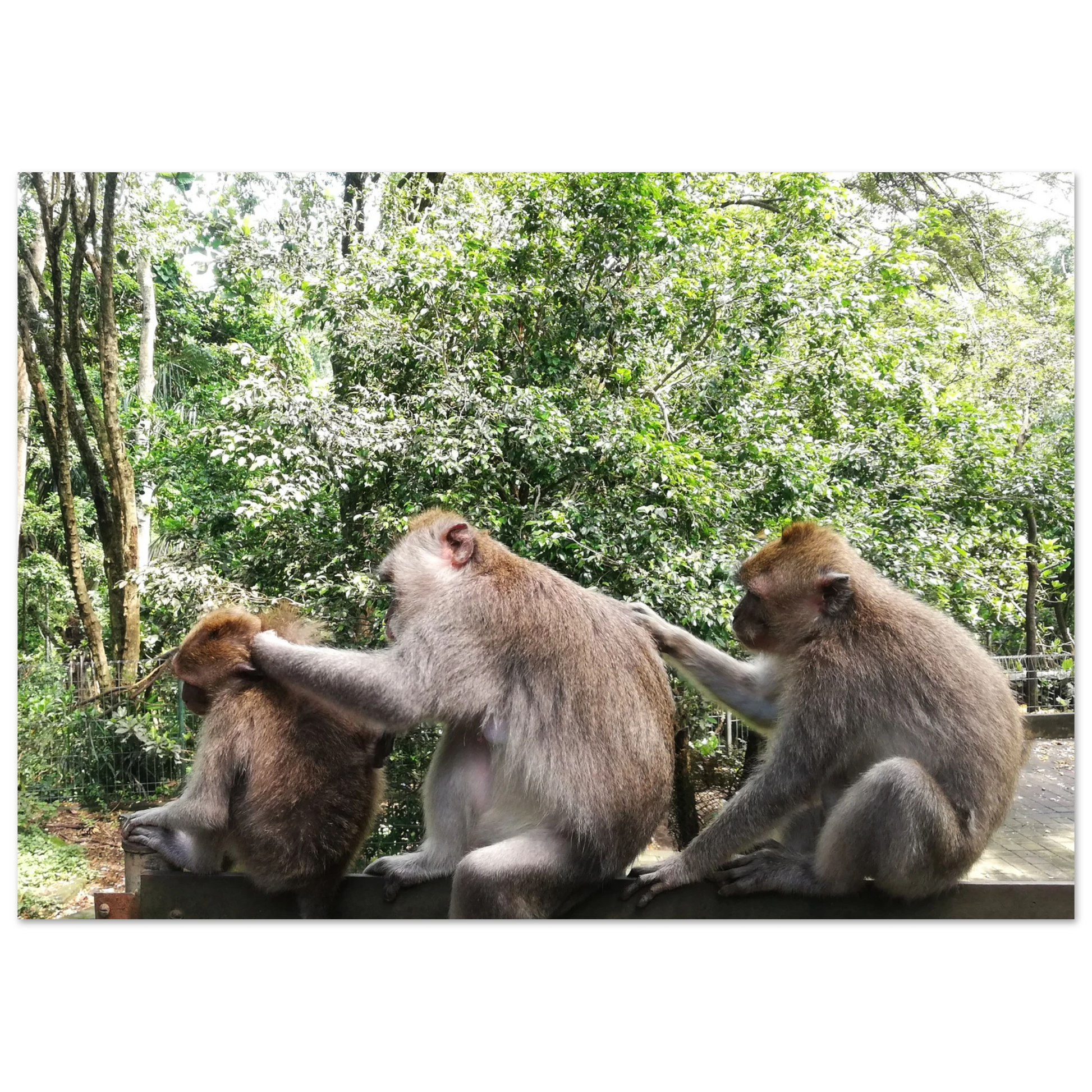 Monkey Scratchers - Poster - Arthena