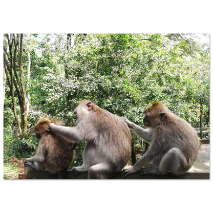 Monkey Scratchers - Poster - Arthena