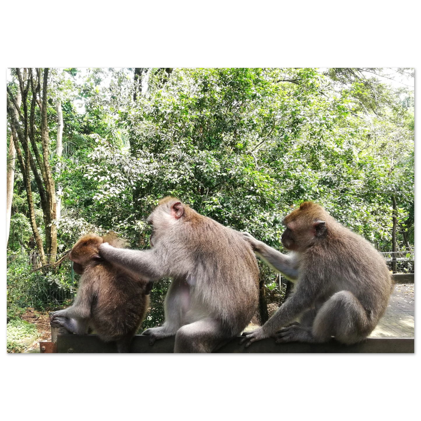 Monkey Scratchers - Poster - Arthena