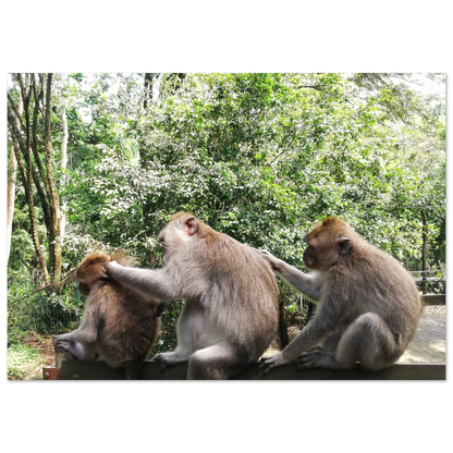 Monkey Scratchers - Poster - Arthena