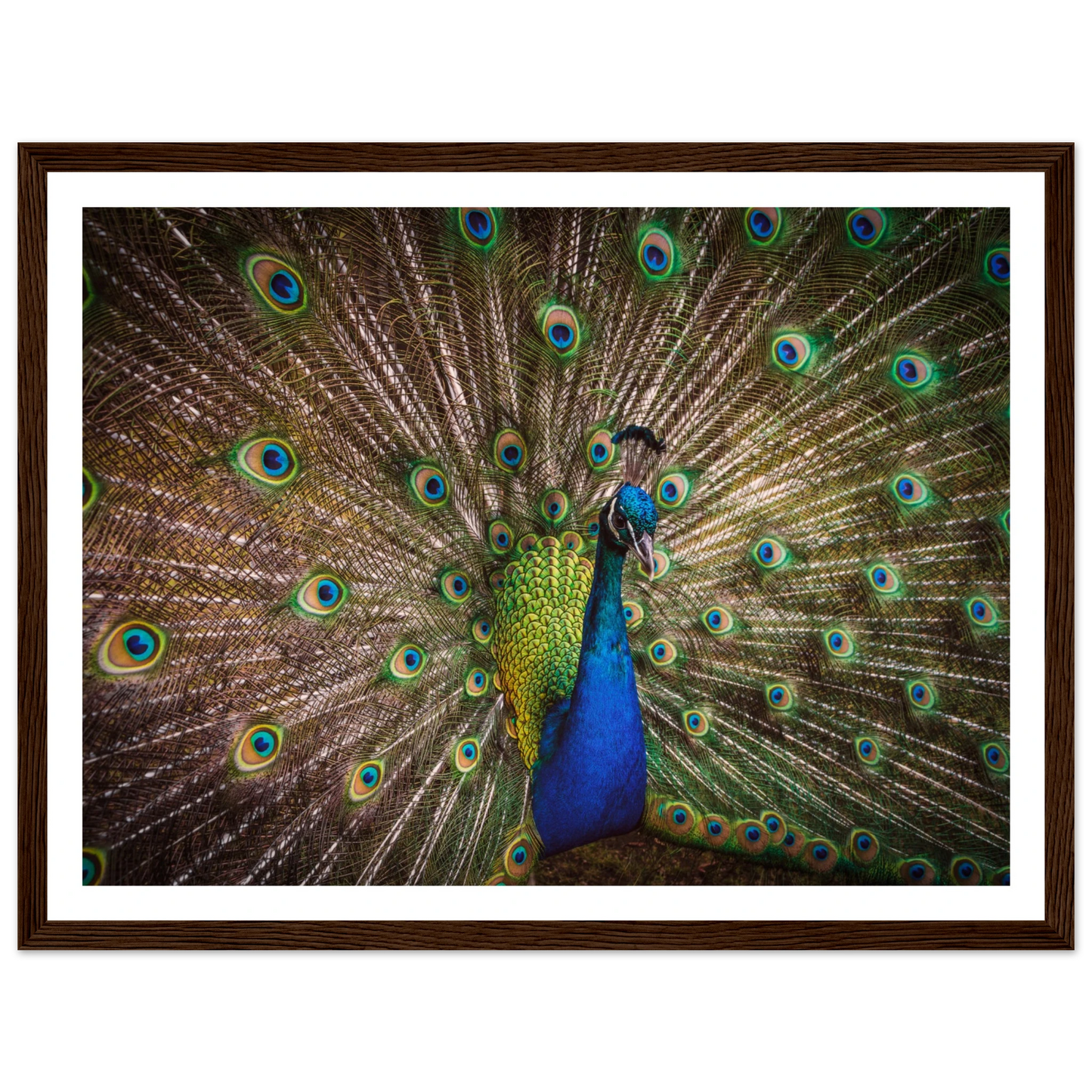 Crown of feathers - Poster - Arthena