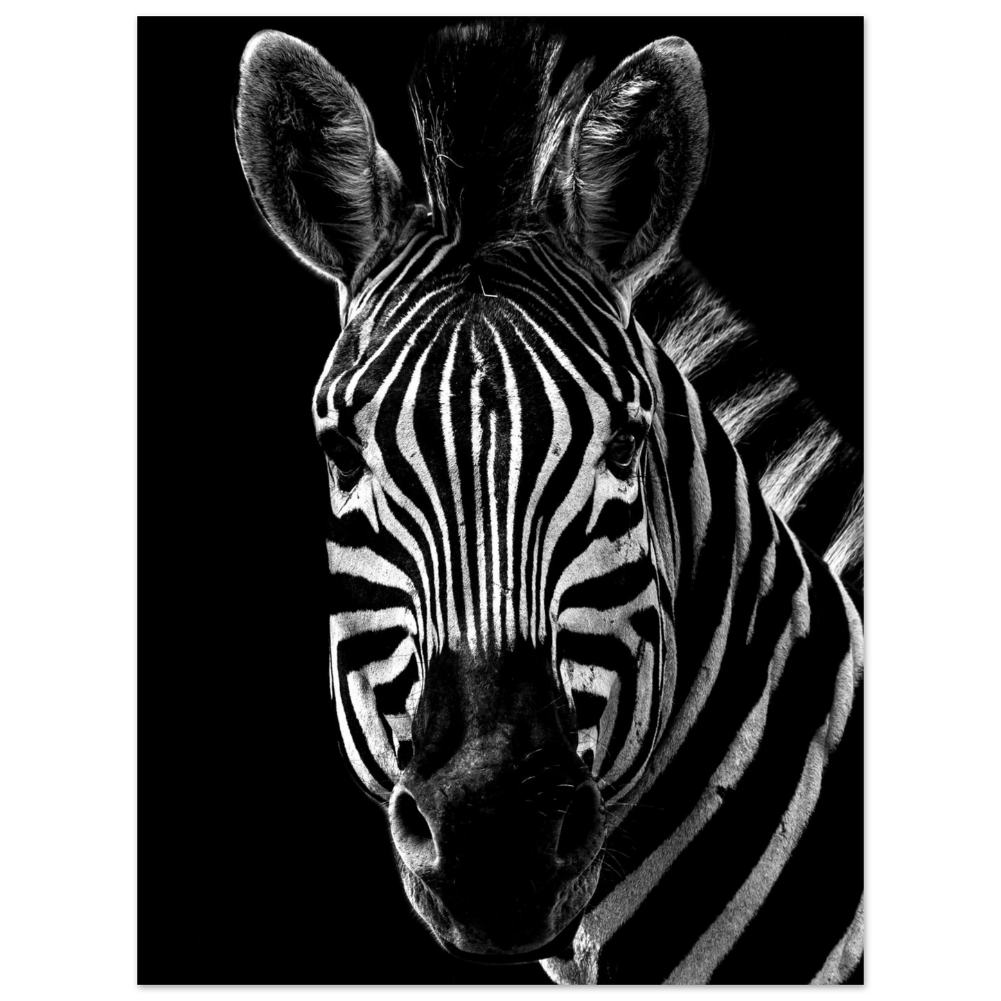 Zebra - Poster - Arthena