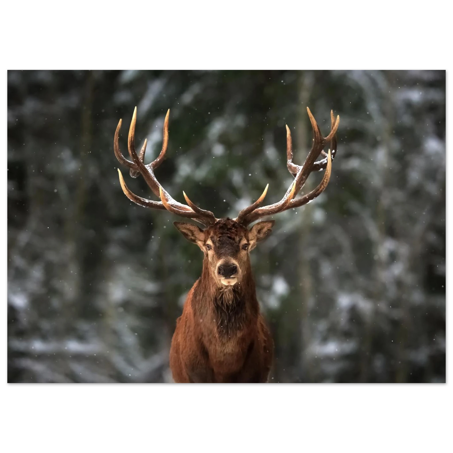 Stag in snow - Poster - Arthena