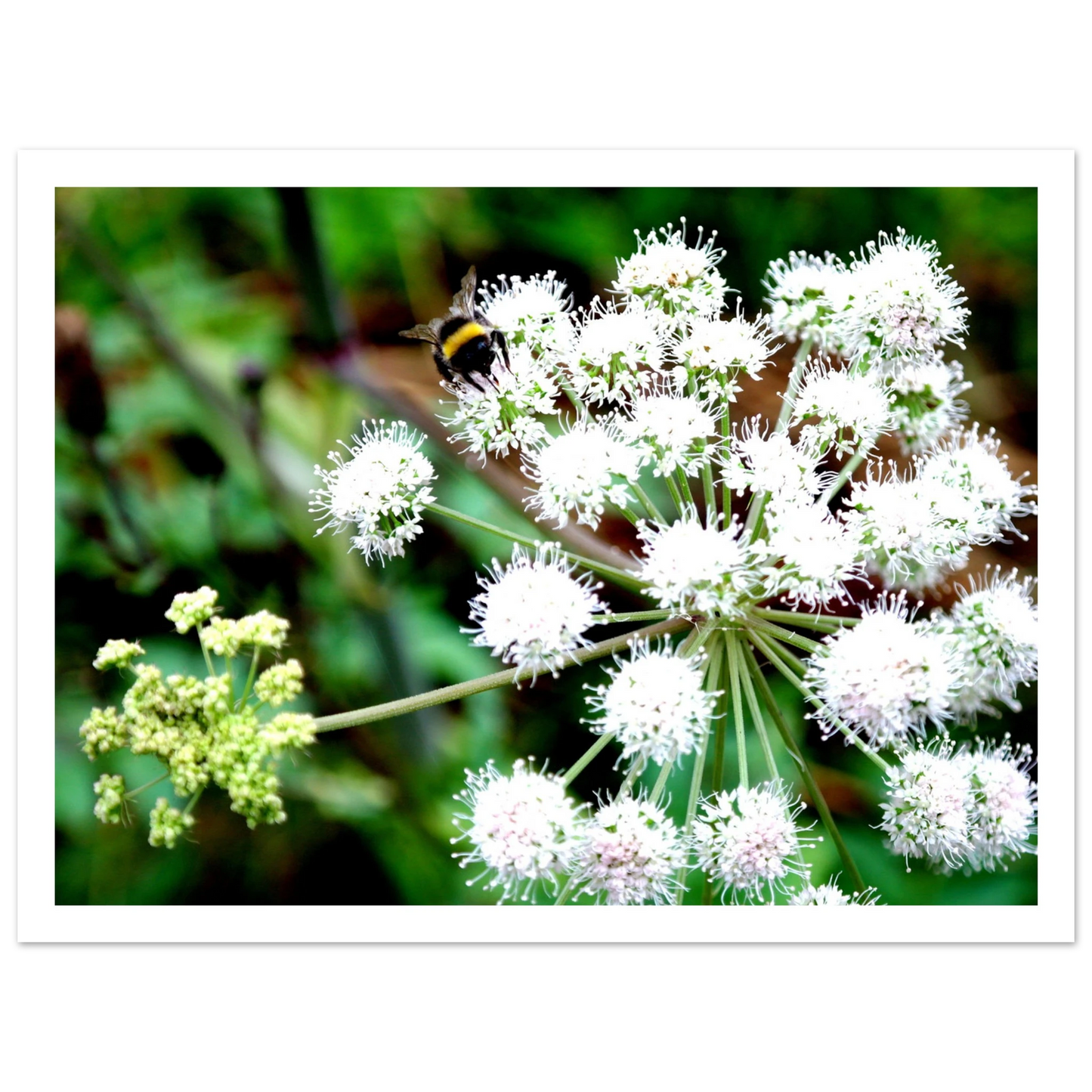 Expression of the Bumblebee - Arthena