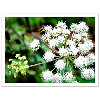 Expression of the Bumblebee - Arthena