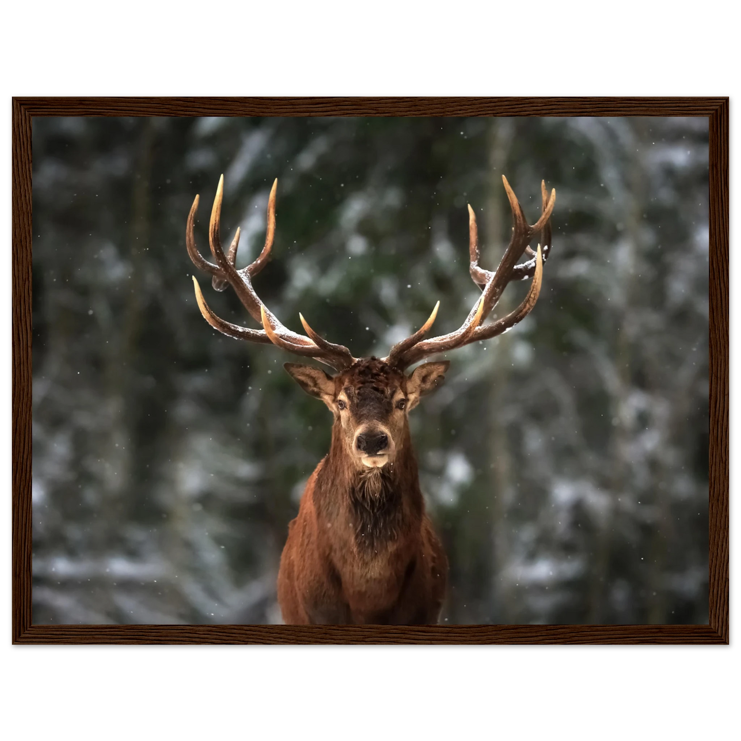 Stag in snow - Poster - Arthena