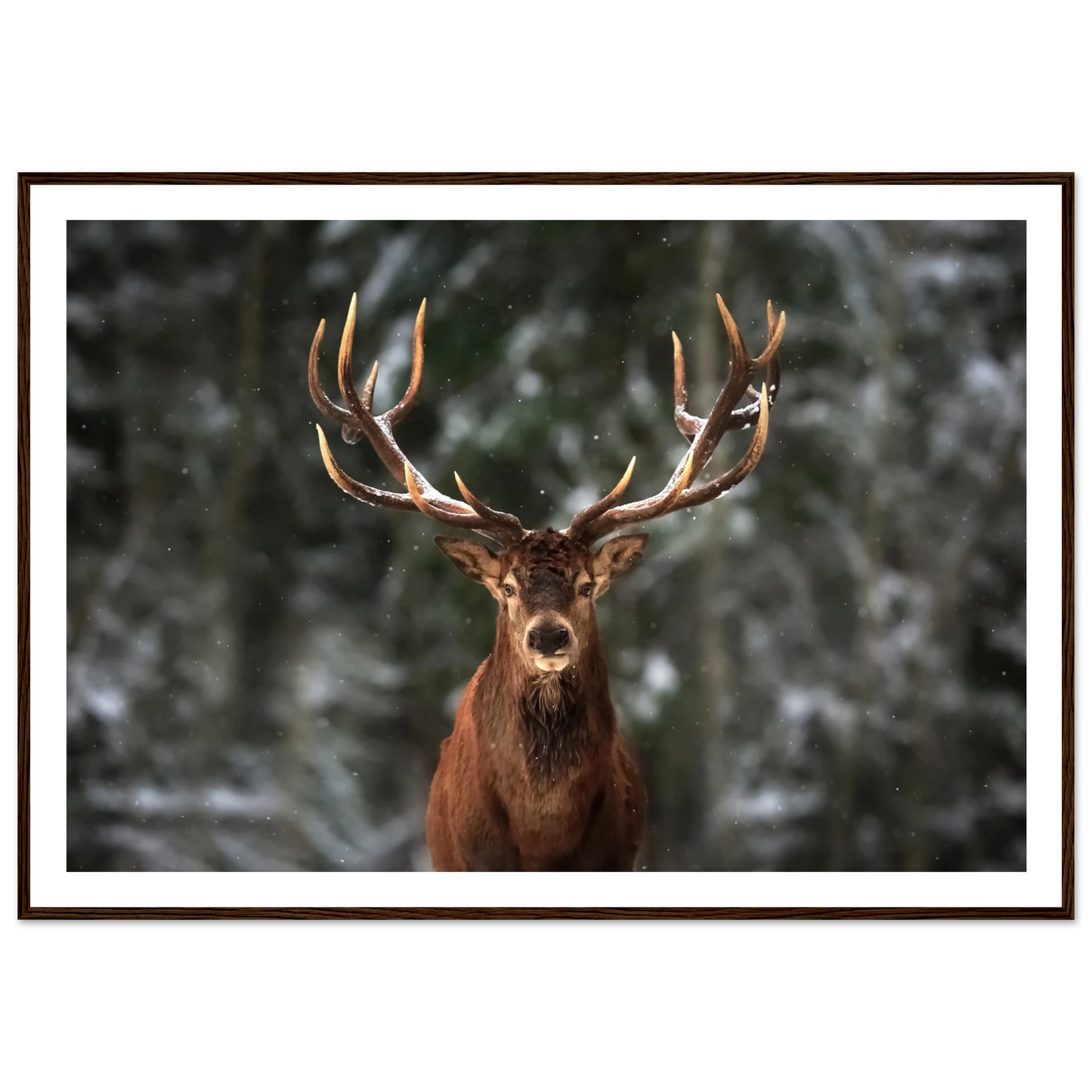 Stag in snow - Poster - Arthena