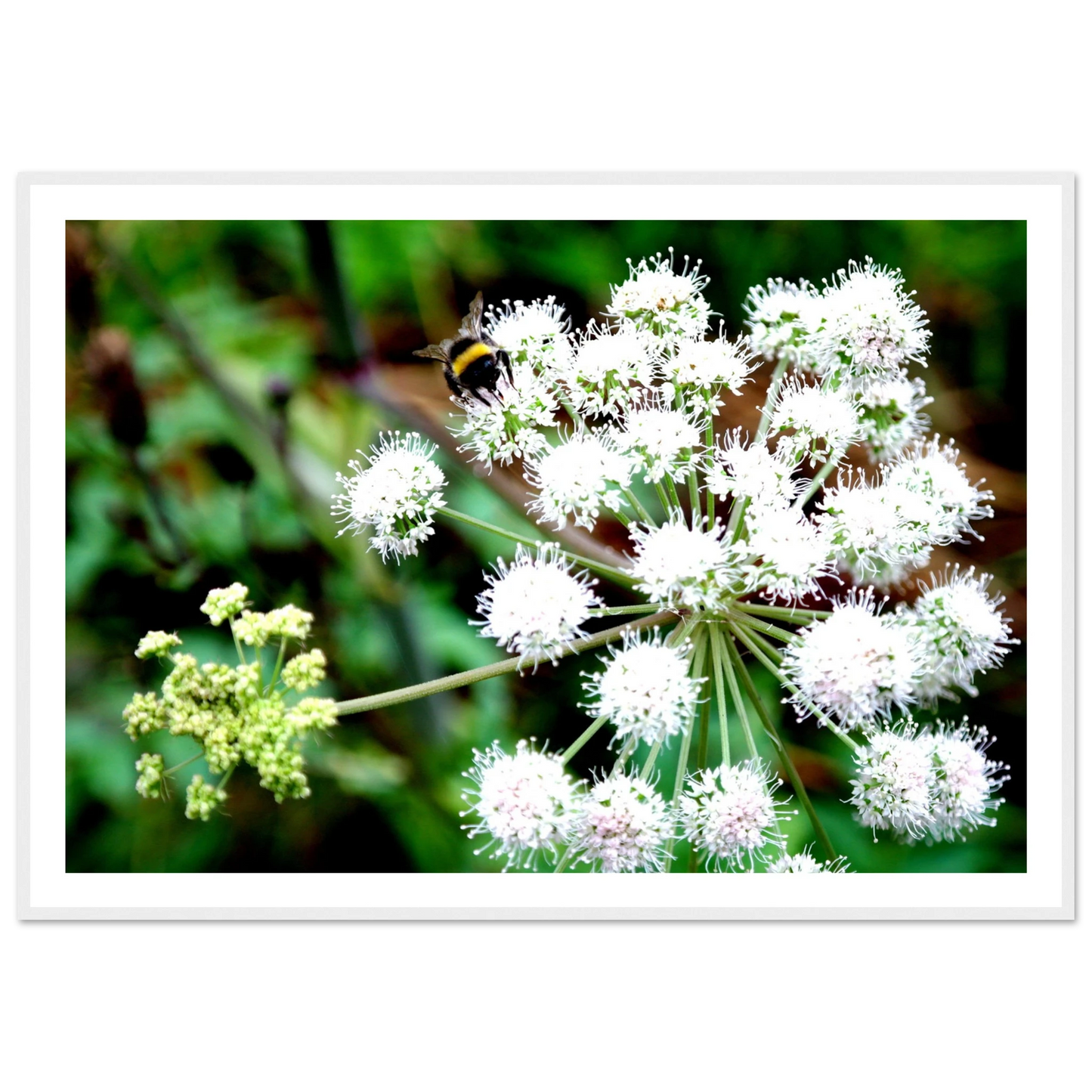 Expression of the Bumblebee - Arthena