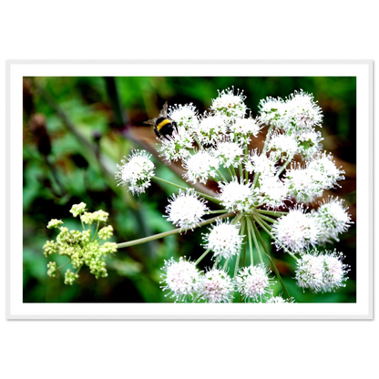 Expression of the Bumblebee - Arthena