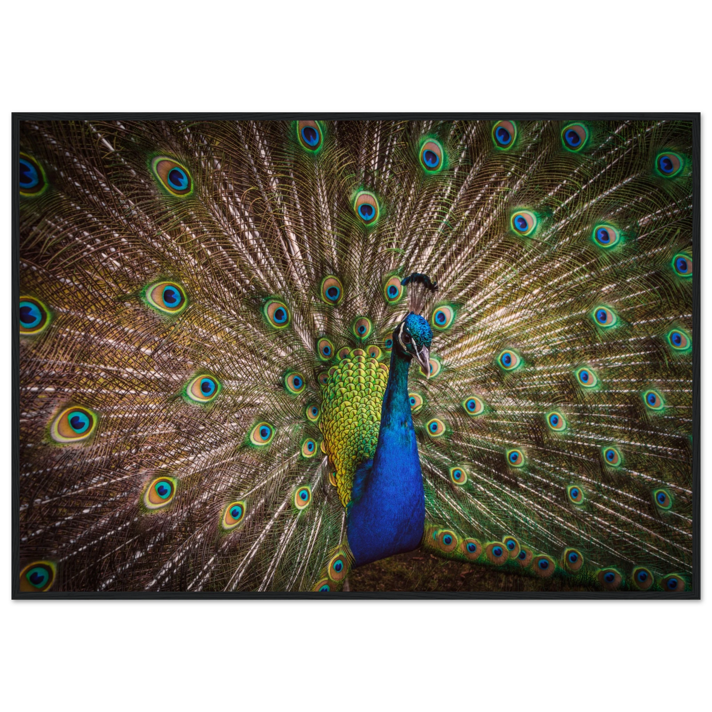 Crown of feathers - Poster - Arthena