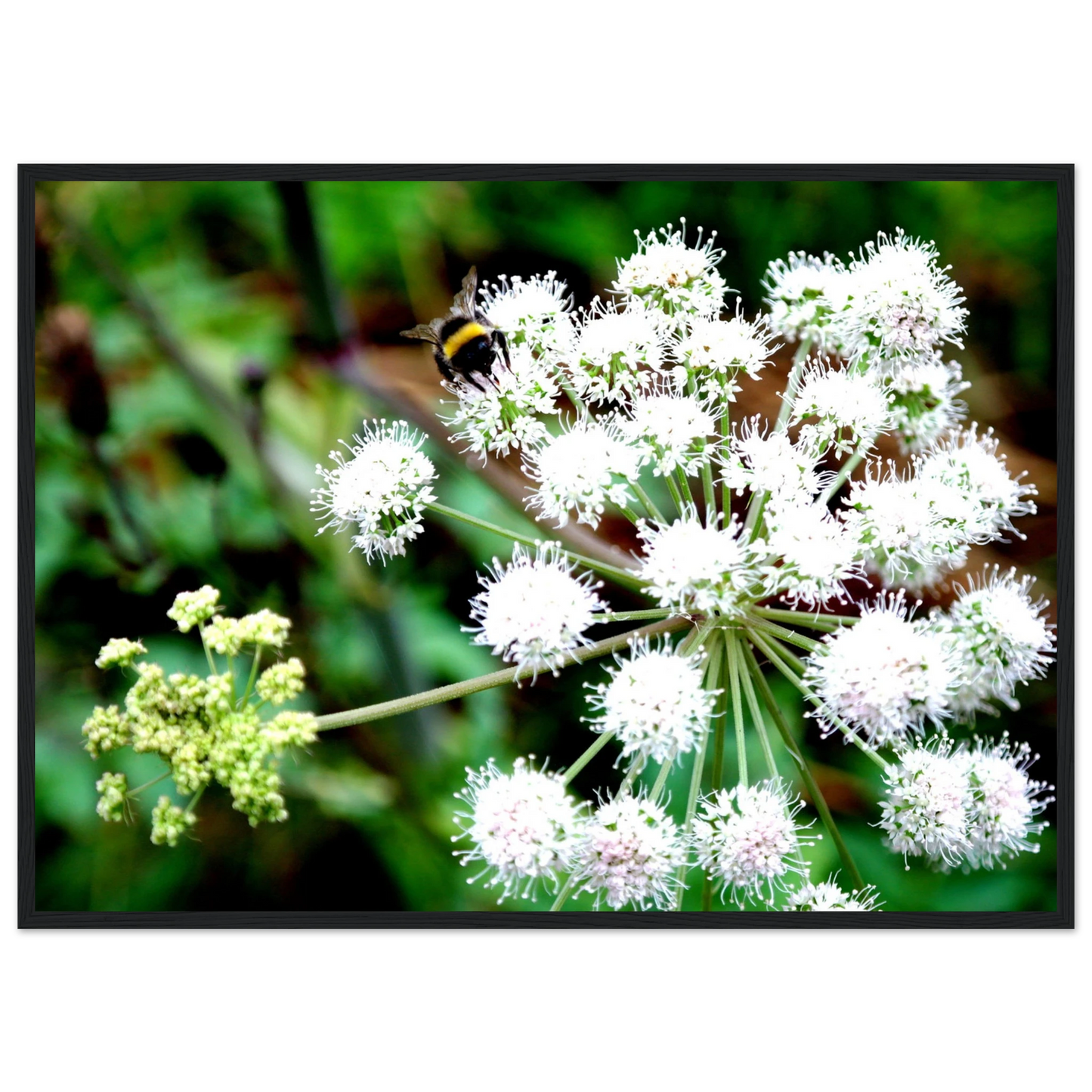 Expression of the Bumblebee - Arthena