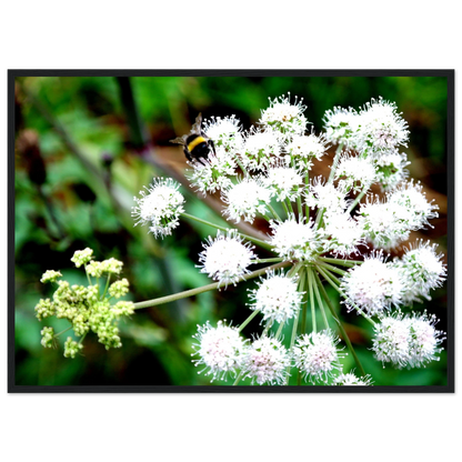 Expression of the Bumblebee - Arthena