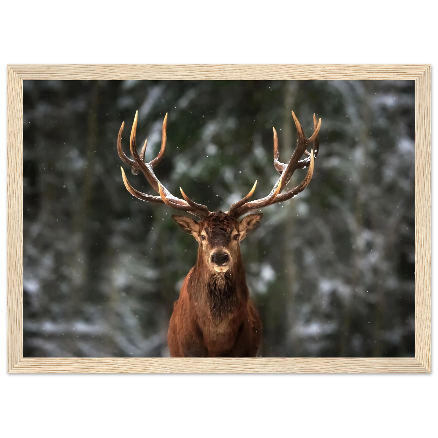 Stag in snow - Poster - Arthena