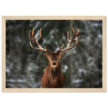 Stag in snow - Poster - Arthena