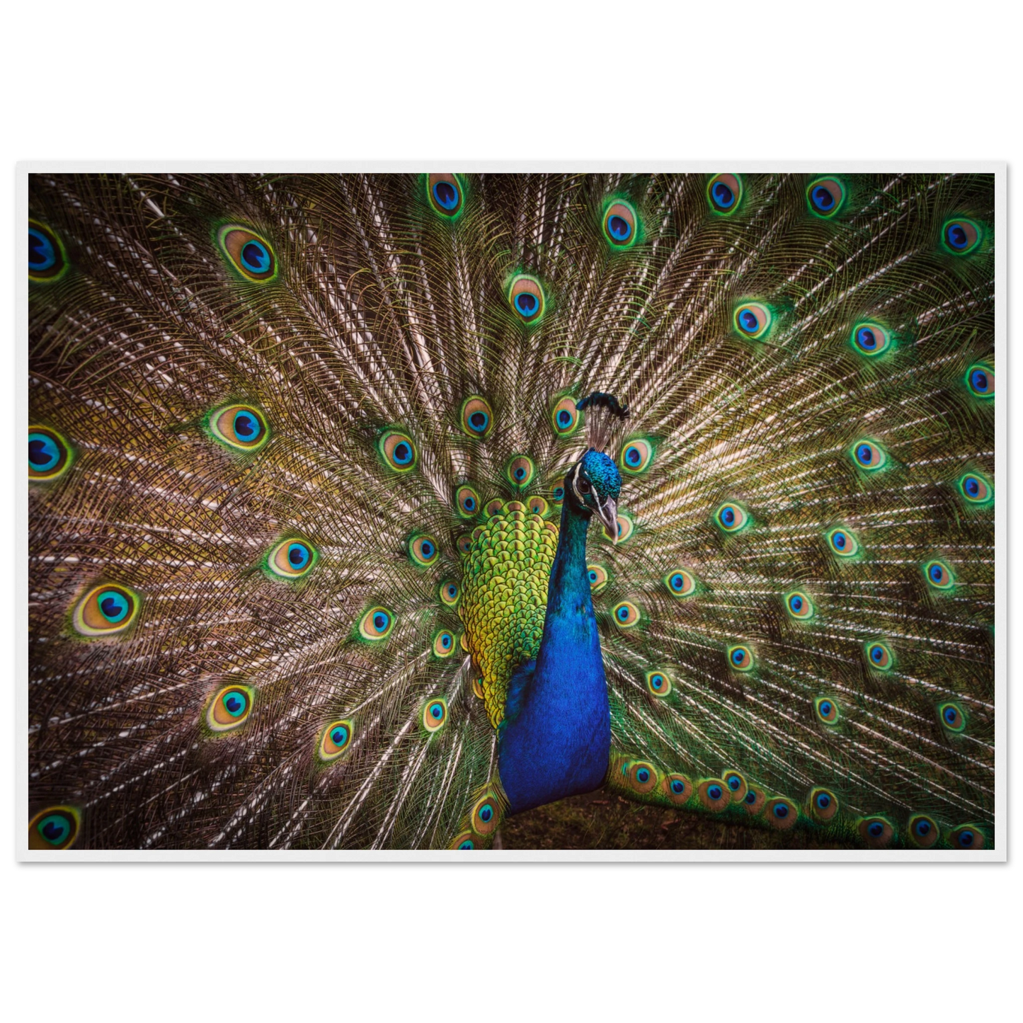Crown of feathers - Poster - Arthena