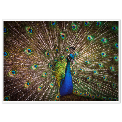 Crown of feathers - Poster - Arthena