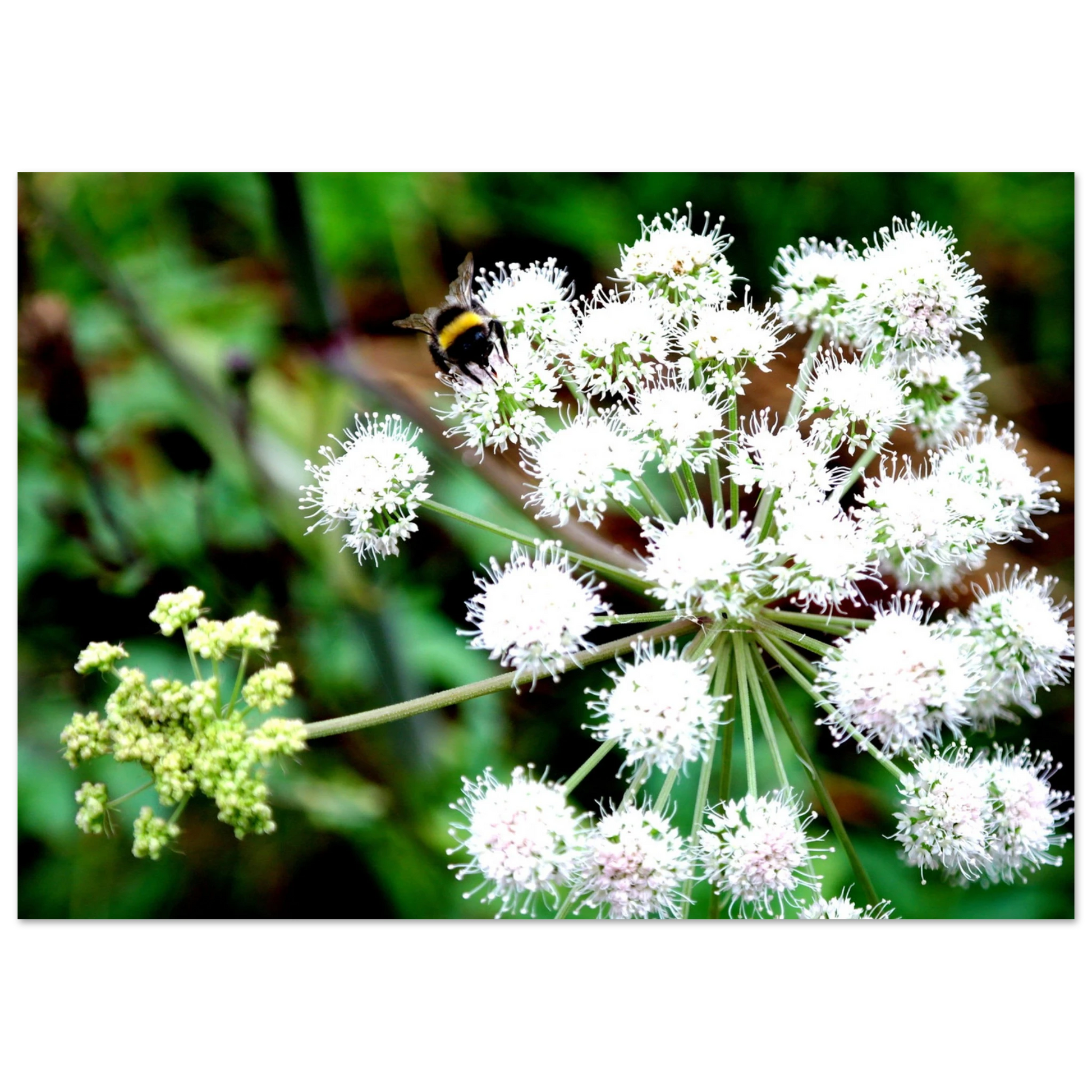 Expression of the Bumblebee - Arthena