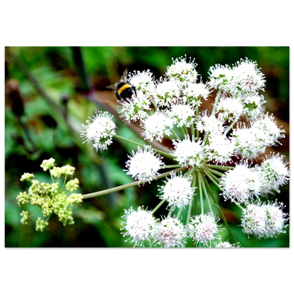 Expression of the Bumblebee - Arthena