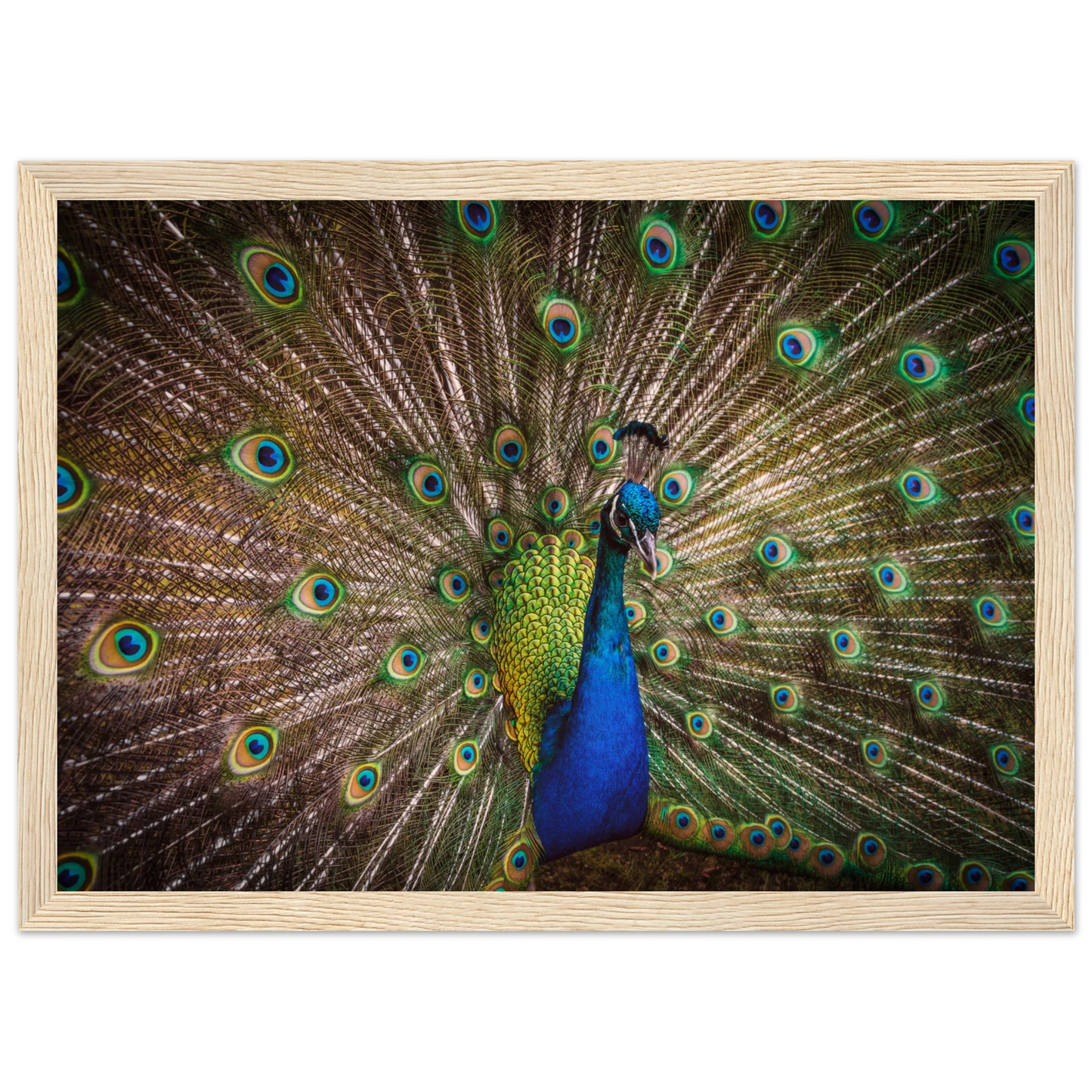 Crown of feathers - Poster - Arthena