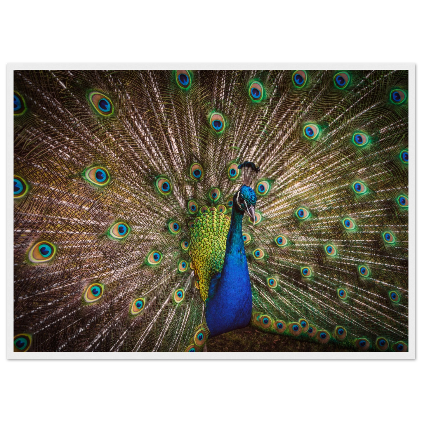 Crown of feathers - Poster - Arthena