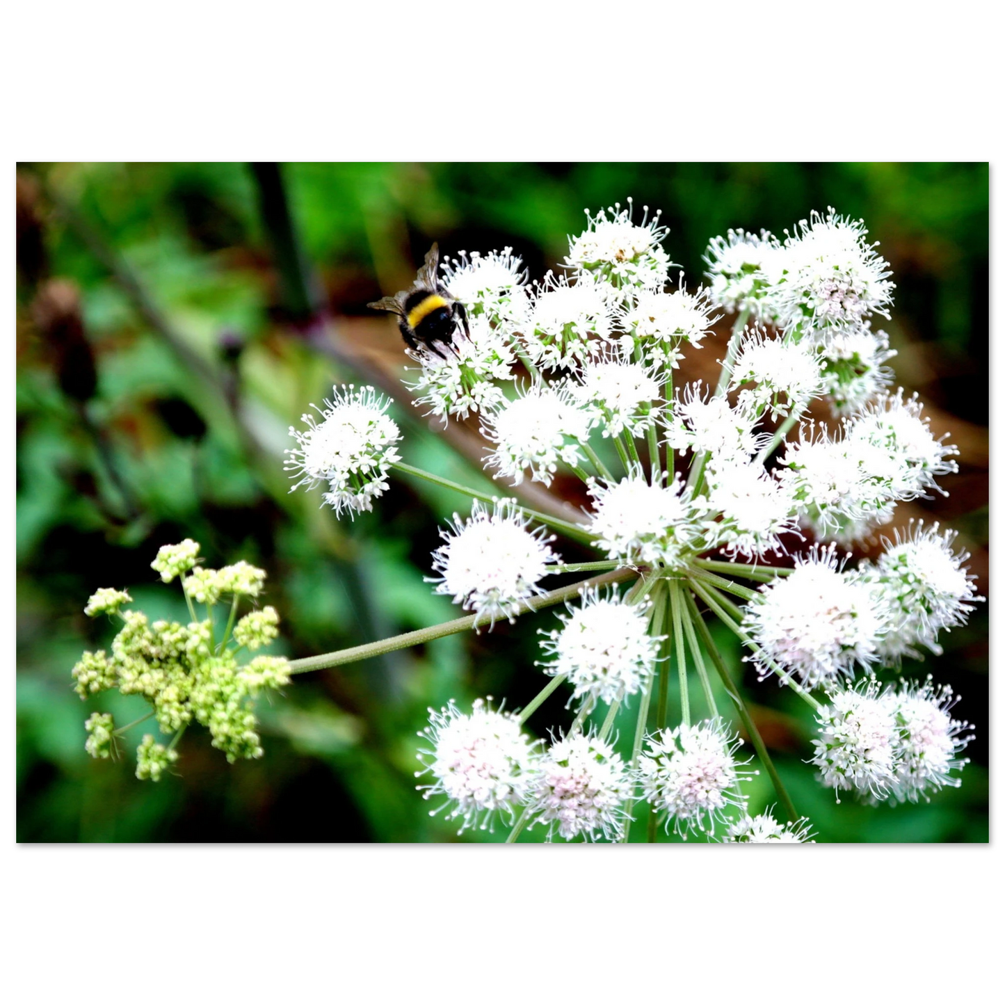 Expression of the Bumblebee - Arthena