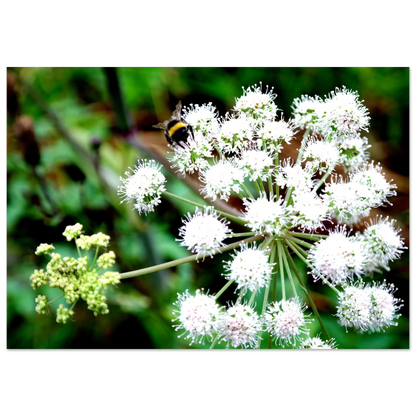 Expression of the Bumblebee - Arthena