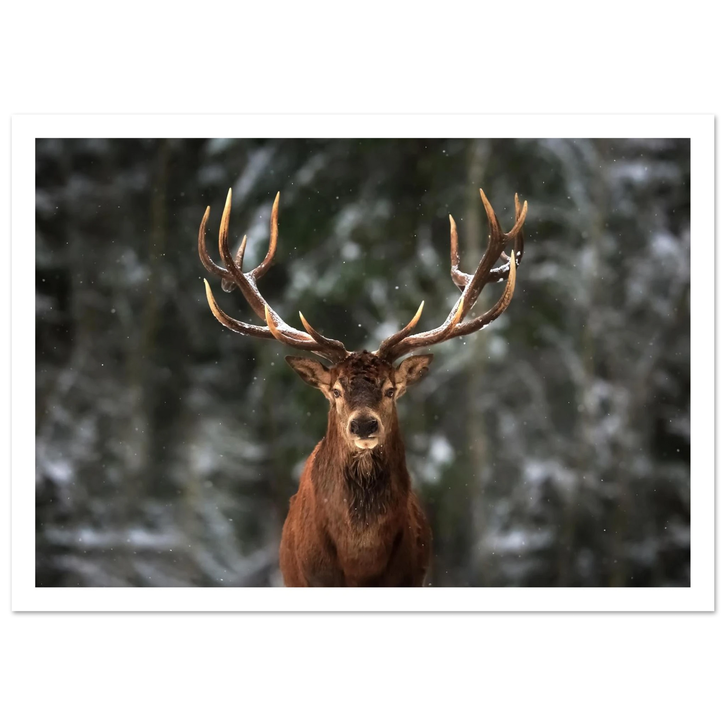 Stag in snow - Poster - Arthena
