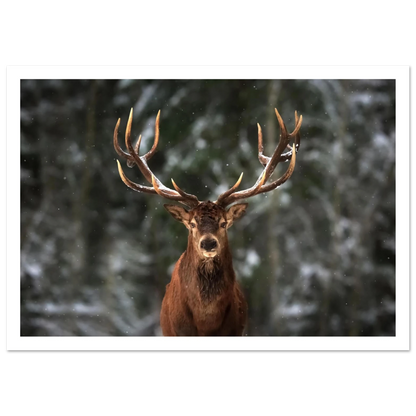 Stag in snow - Poster - Arthena