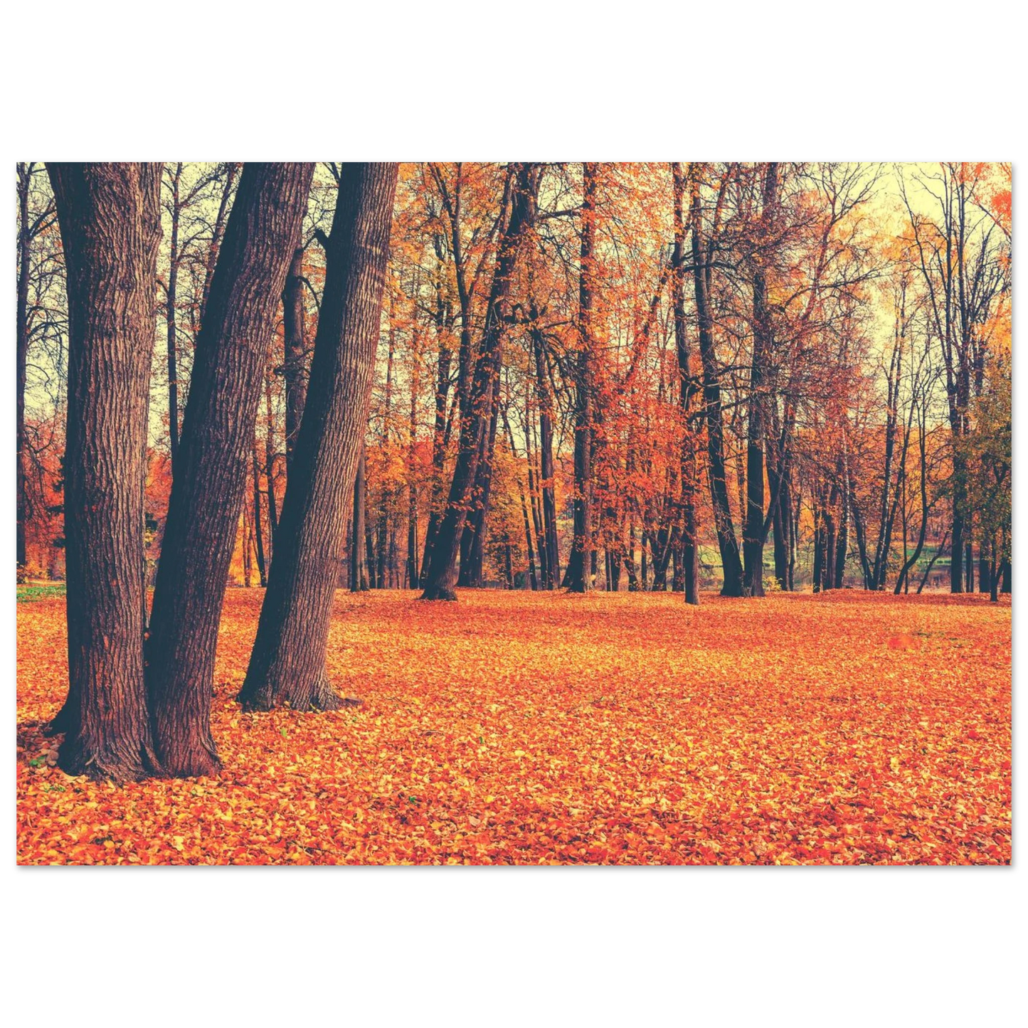 Autumn Carpet - Poster - Arthena