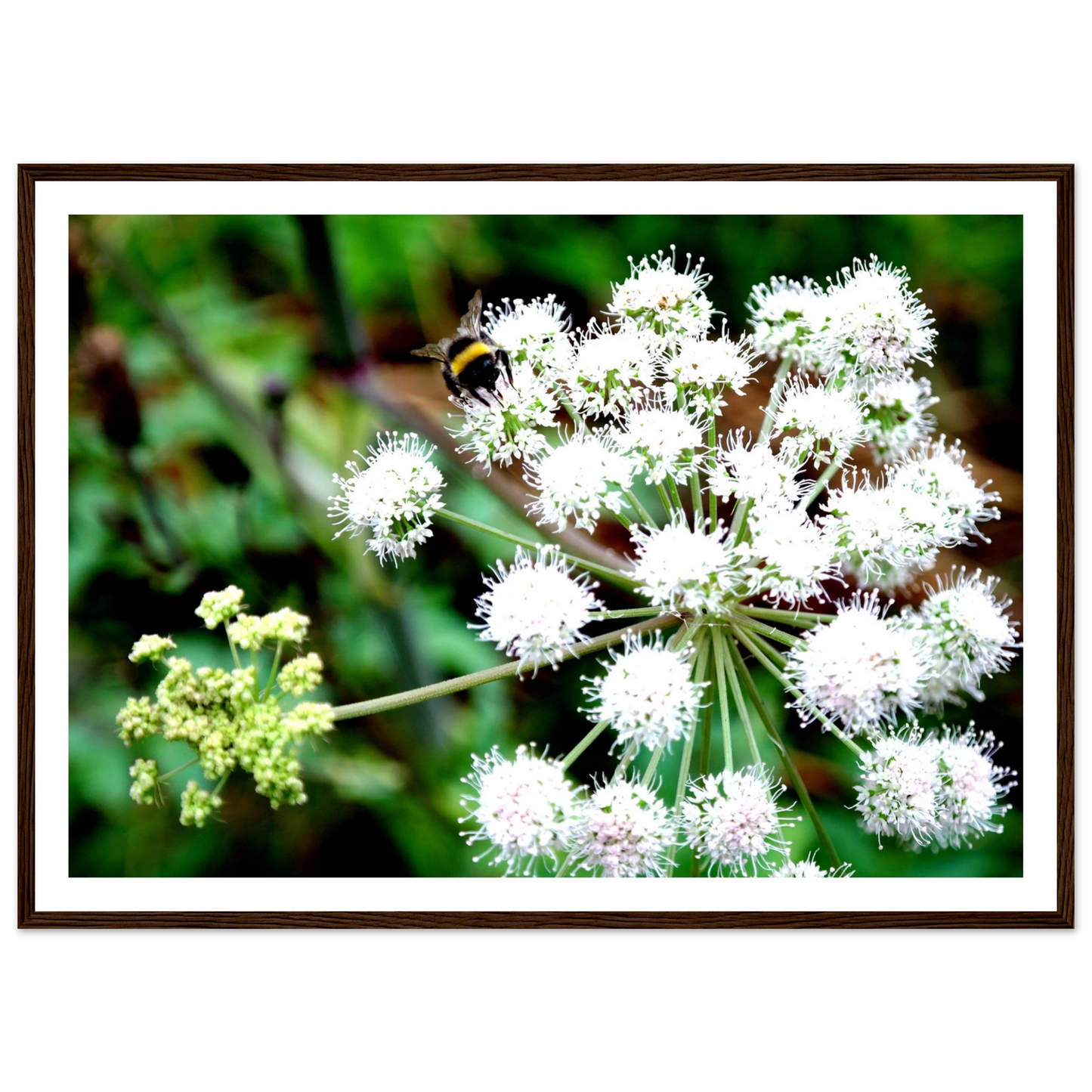 Expression of the Bumblebee - Arthena