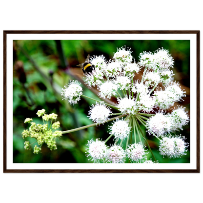 Expression of the Bumblebee - Arthena