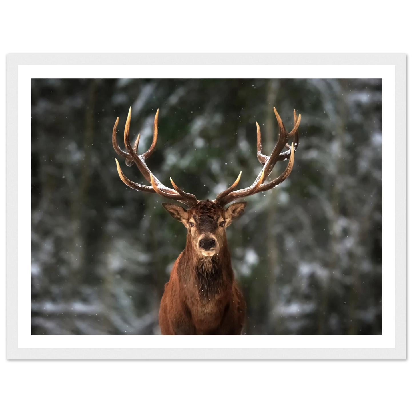 Stag in snow - Poster - Arthena