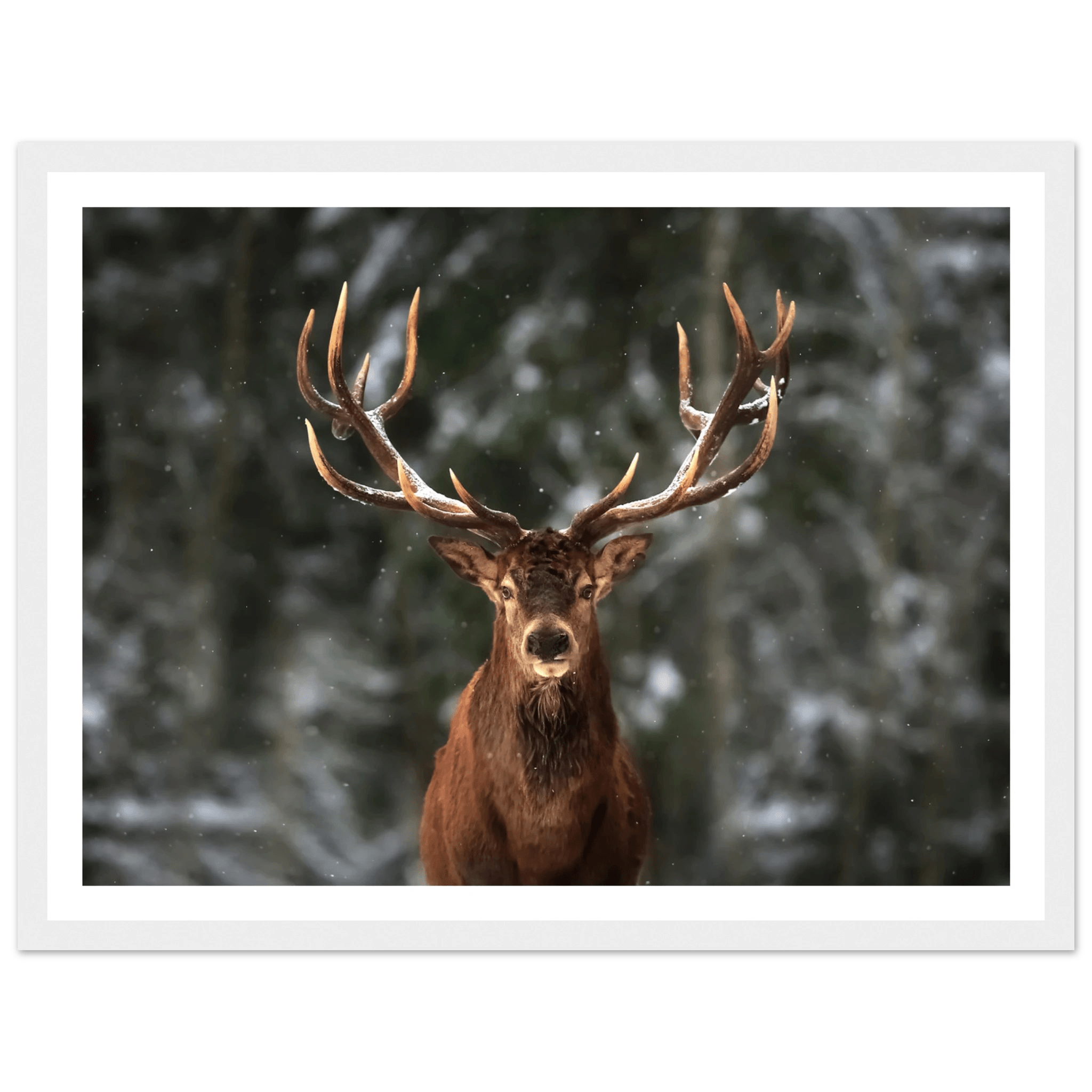 Stag in snow - Poster - Arthena