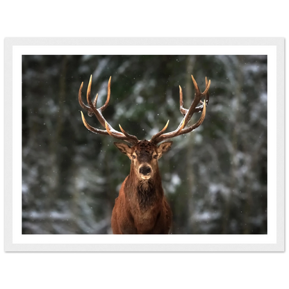Stag in snow - Poster - Arthena